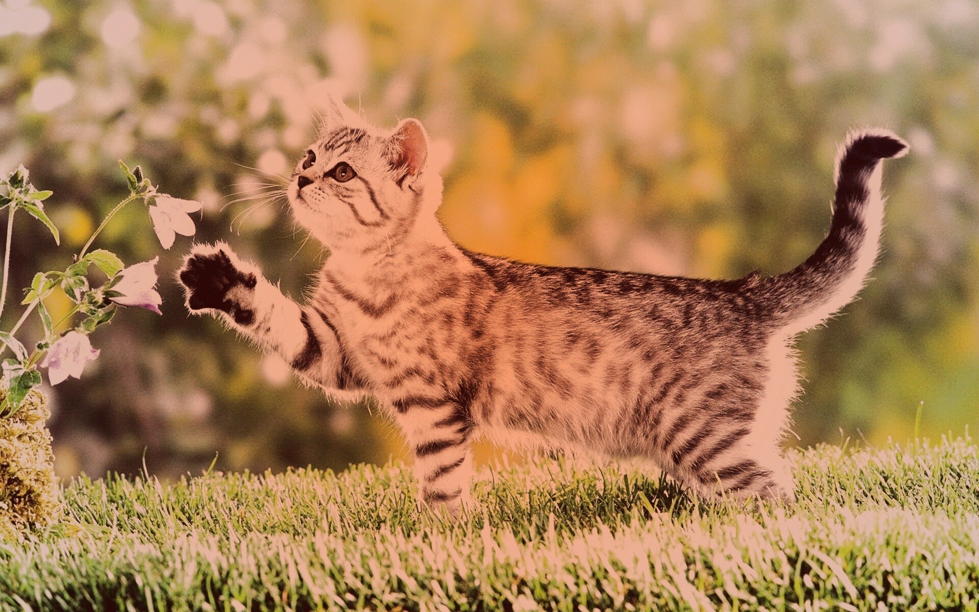 Котенок играет с цветами обои
