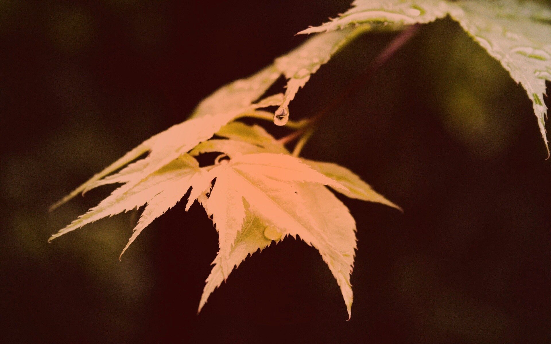 Капля на листе обои