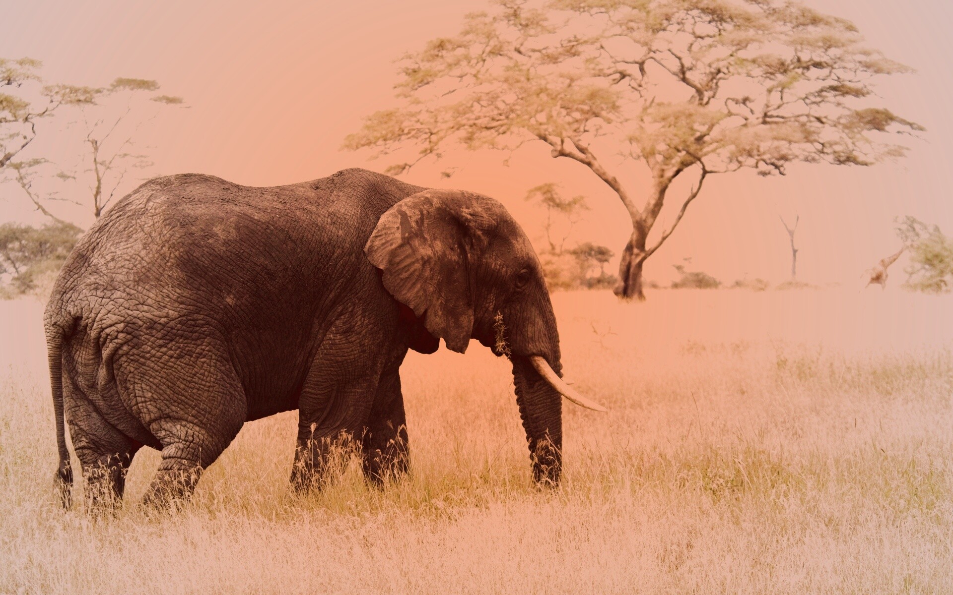 Elephant обои