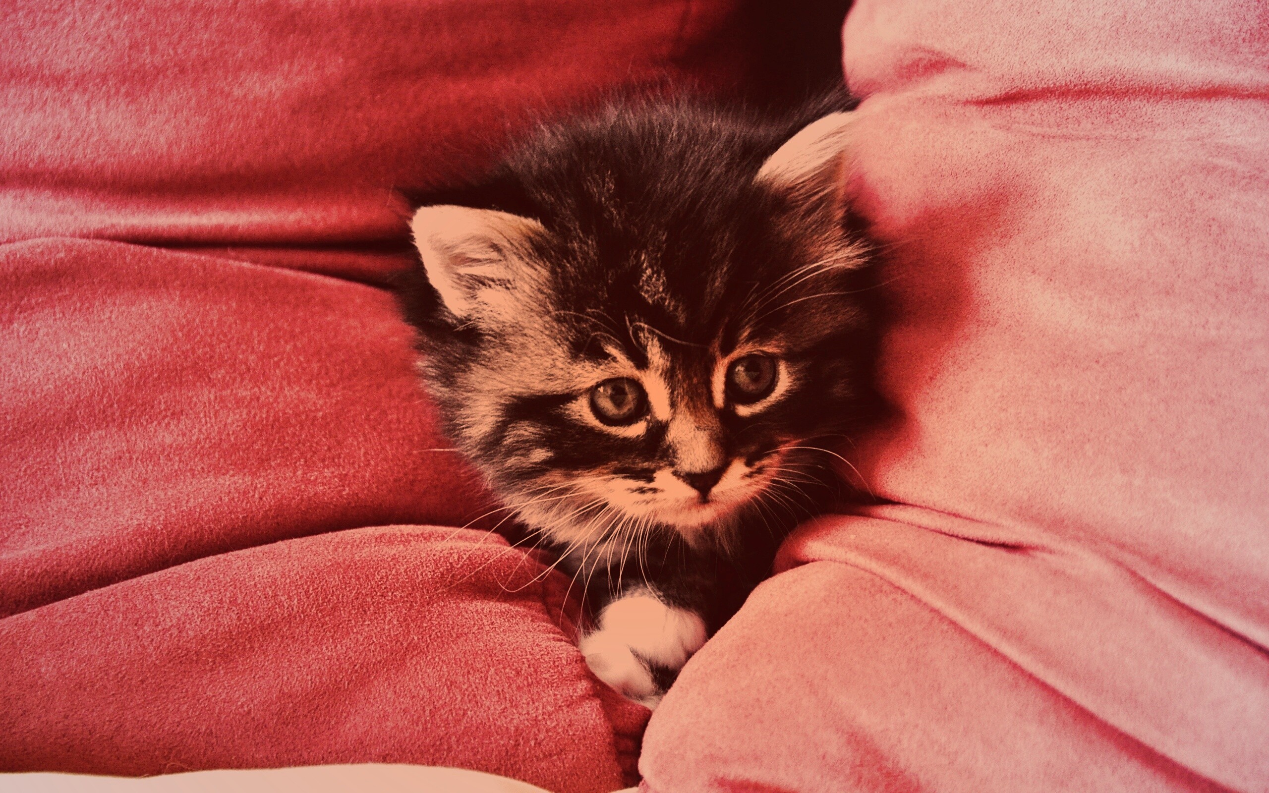 Котенок в подушках обои