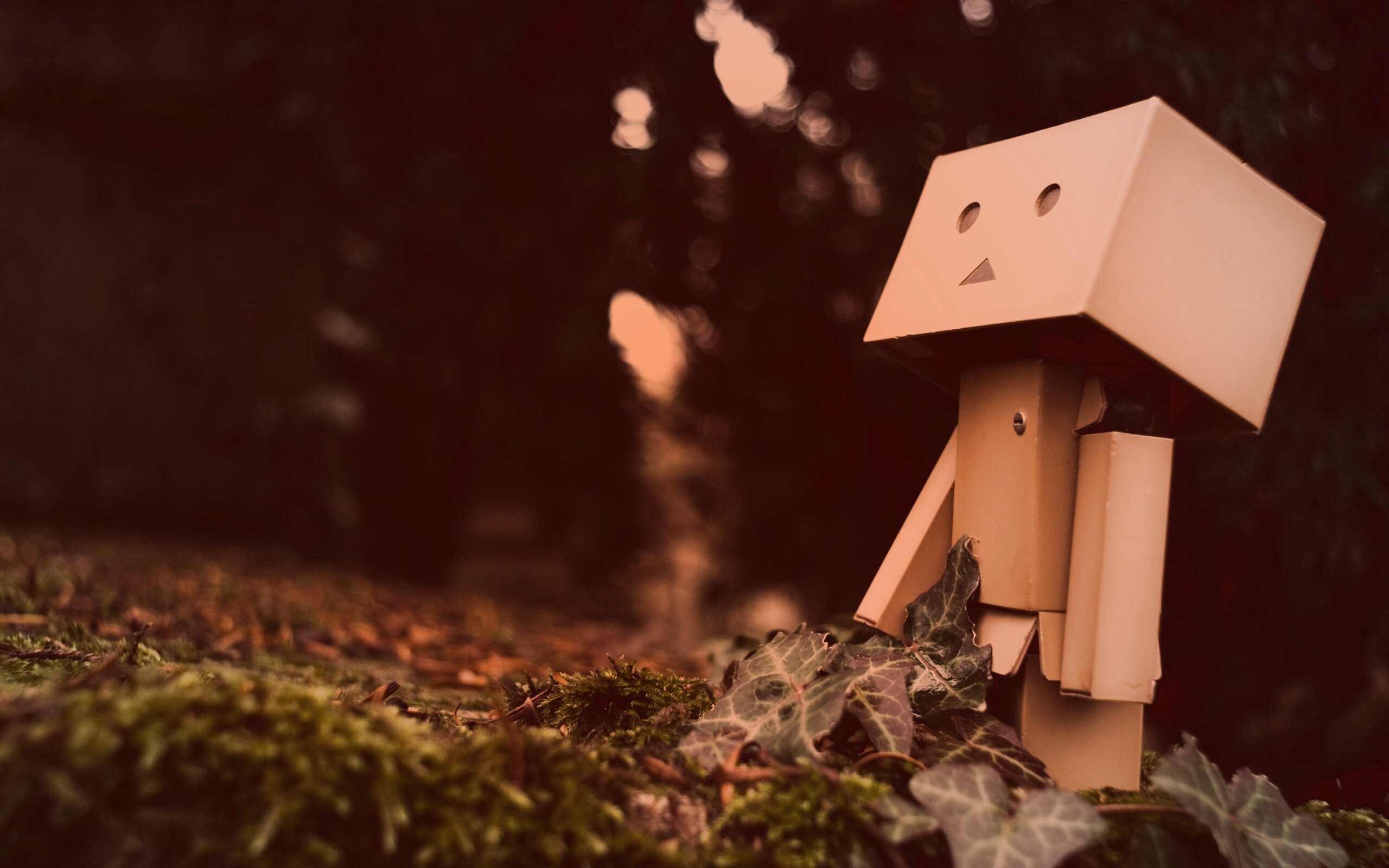 Danbo смотрит вверх обои