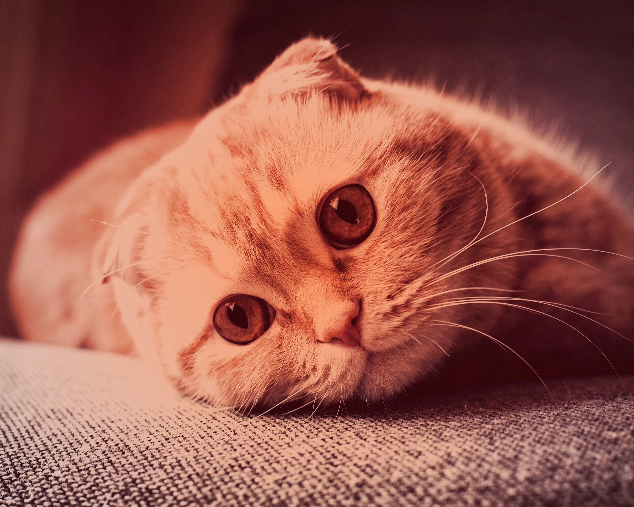 Скоттиш фолд рыжий обои