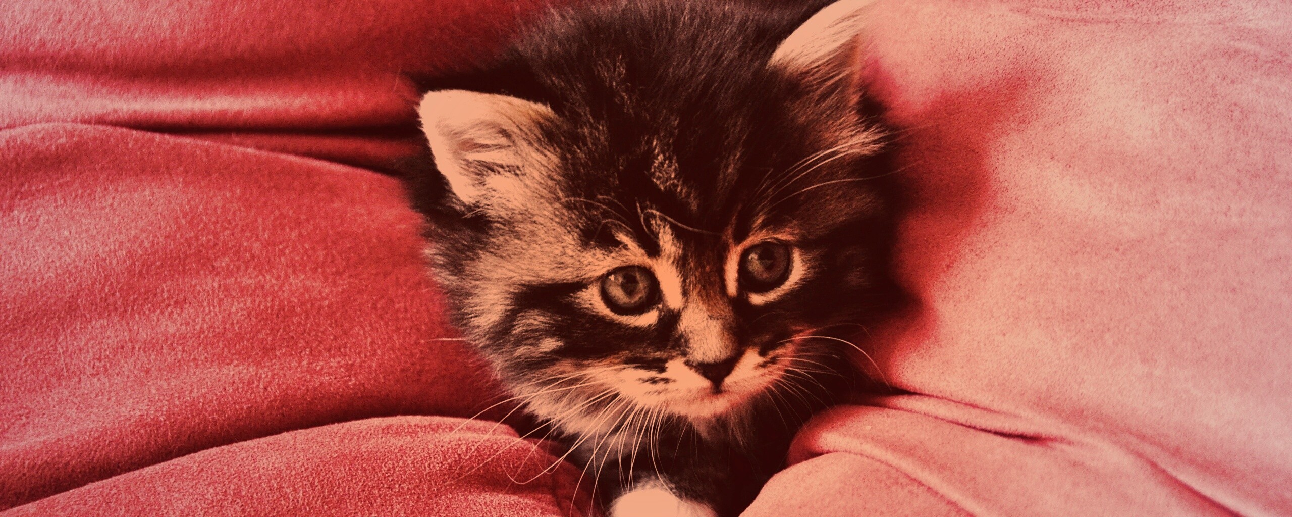 Котенок в подушках обои