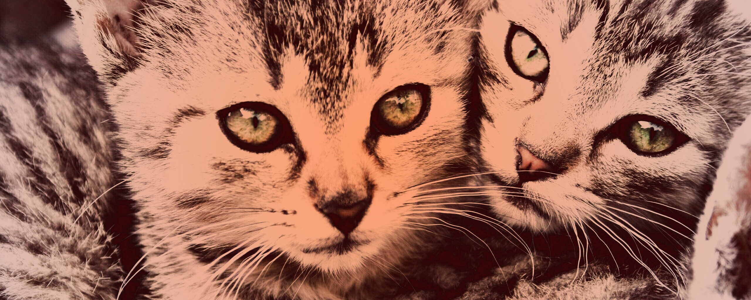 Котята в обнимку обои