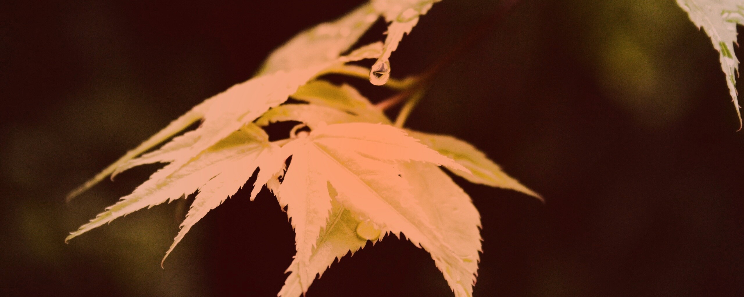 Капля на листе обои