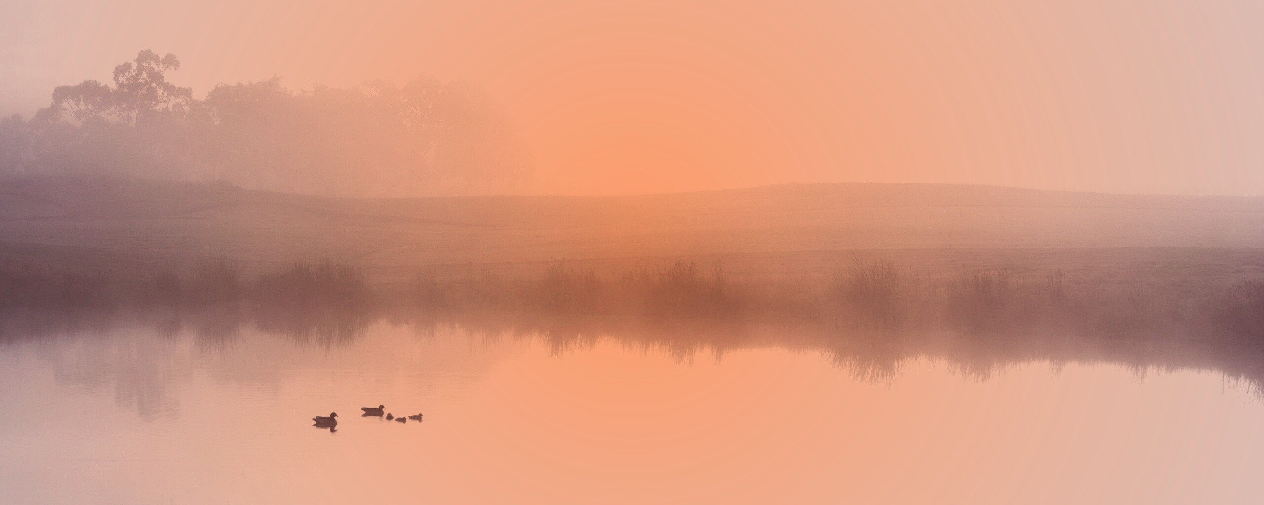 Ducks on a Misty Pond обои