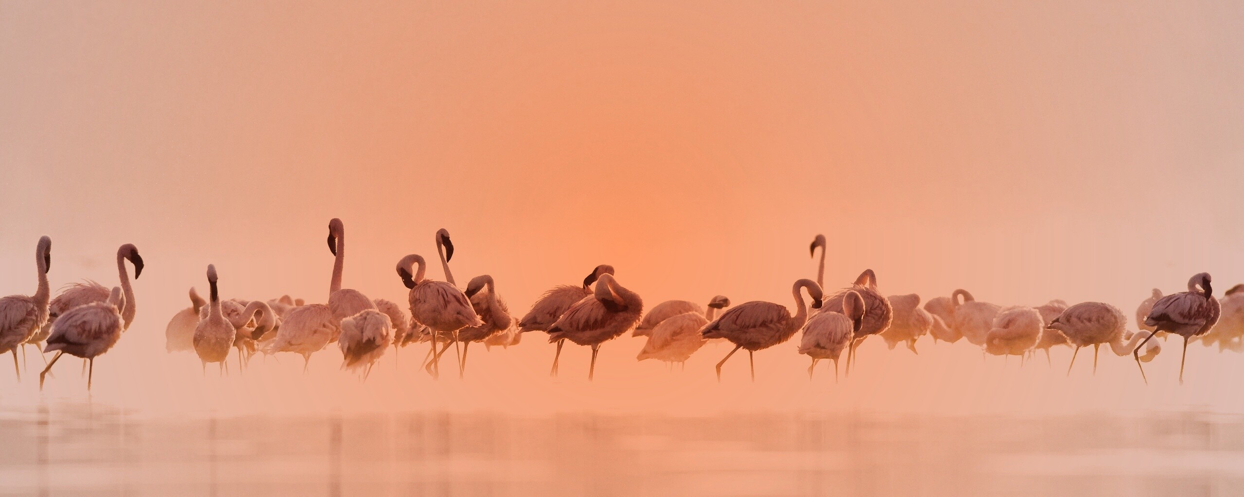 Flamingos обои