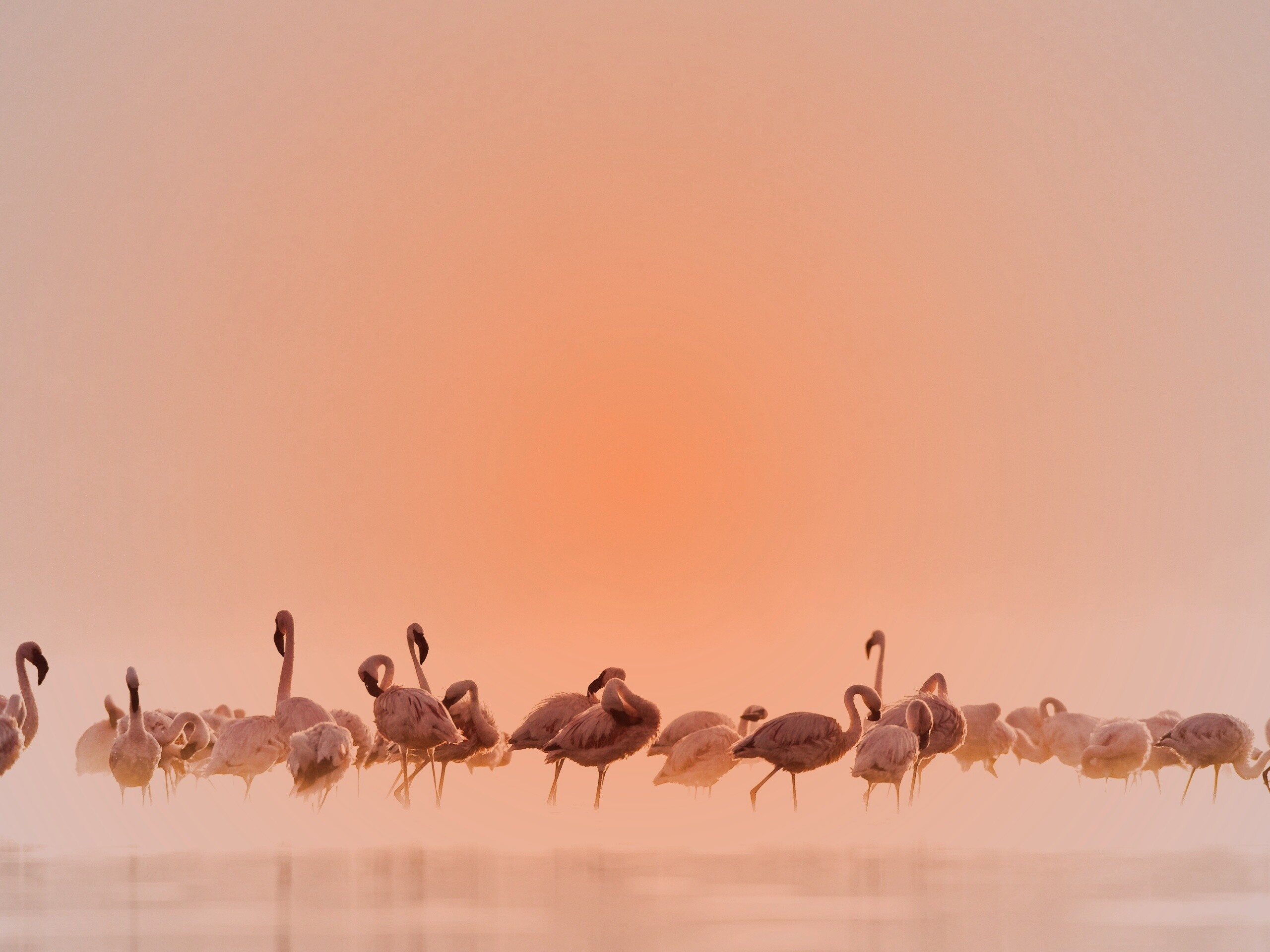 Flamingos обои