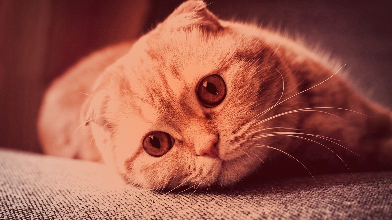 Скоттиш фолд рыжий обои