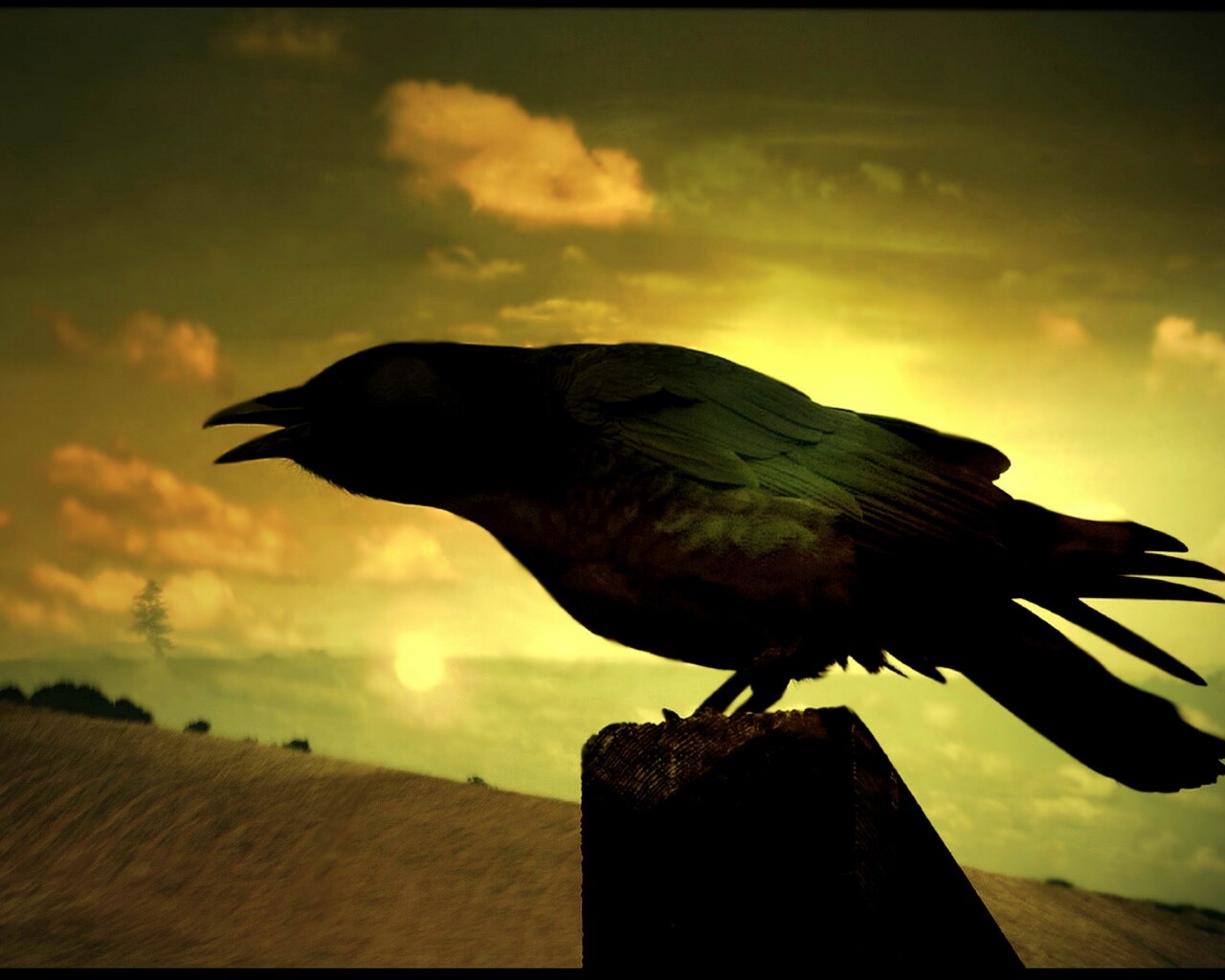 Чёрный ворон обои