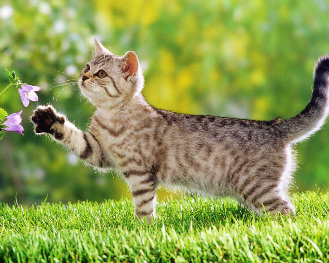 Котенок играет с цветами обои