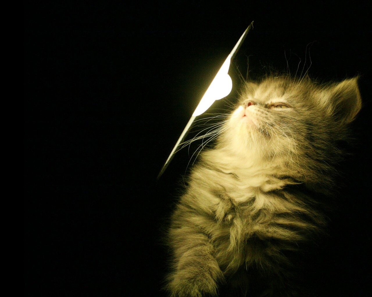 Котя на свету обои