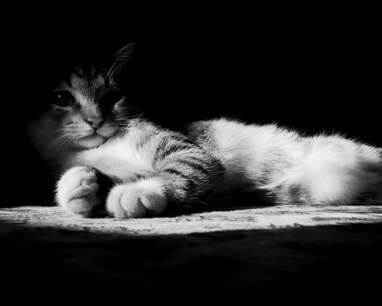 Котик в тени обои