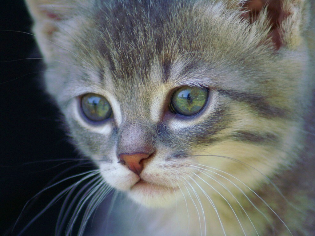 Мордочка котёнка обои