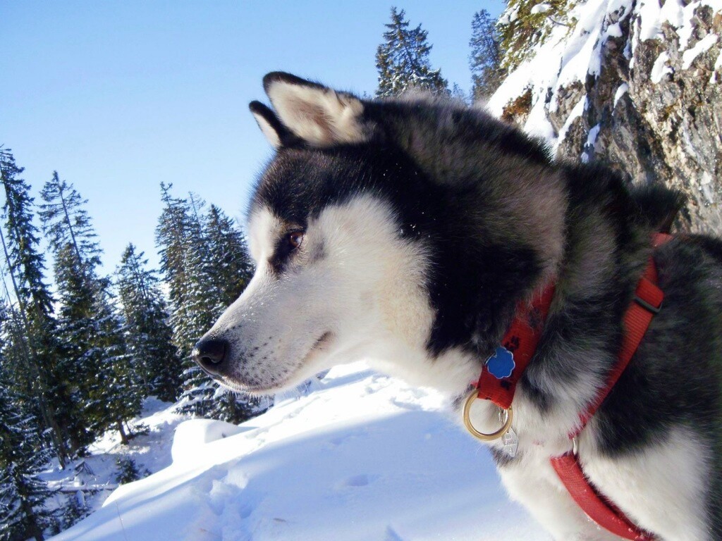 Хаски обои