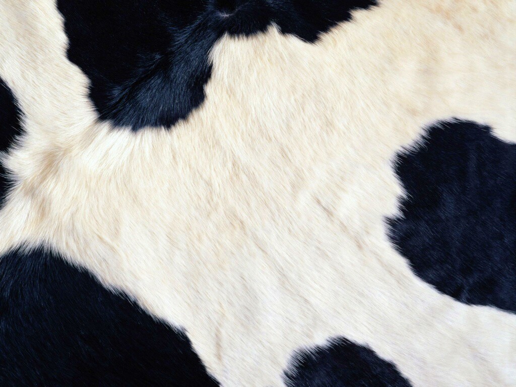 Шкура коровы обои