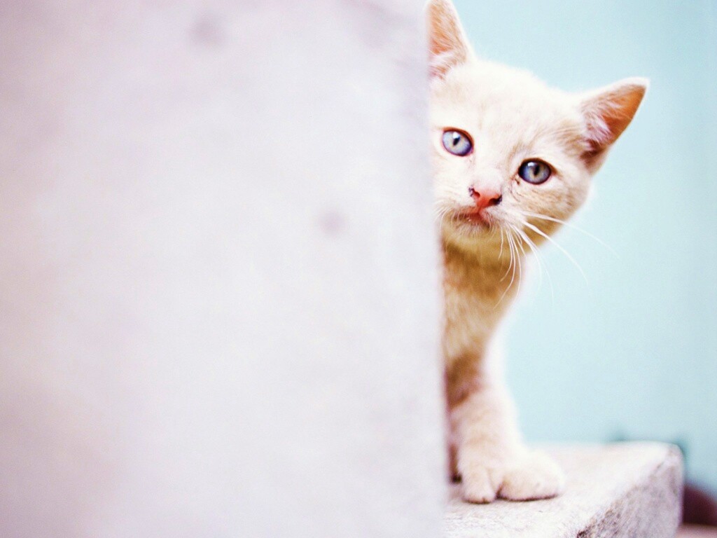 Котик из-за угла обои