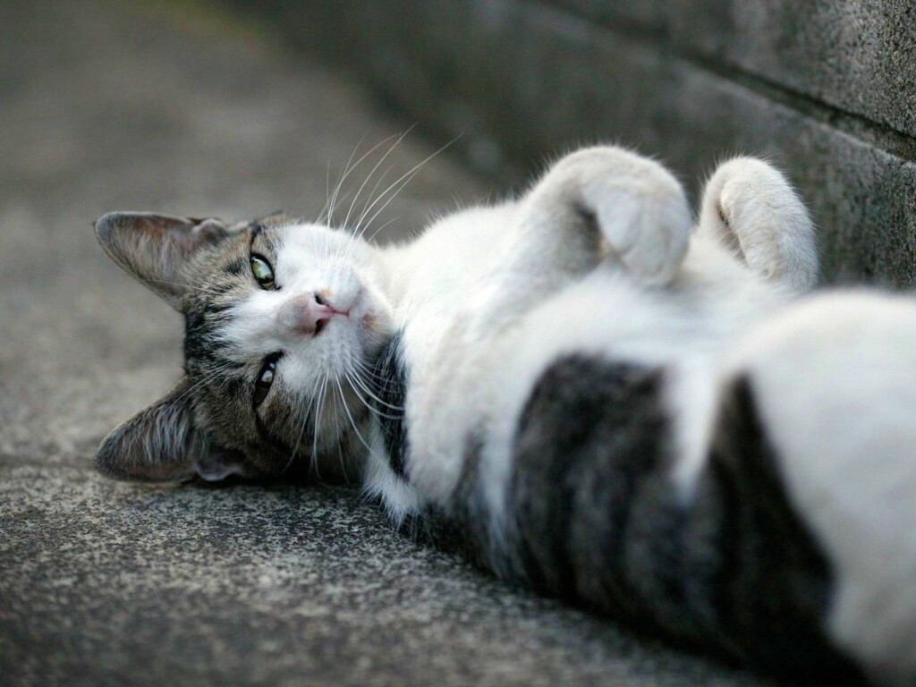 Кот лежит на спине обои