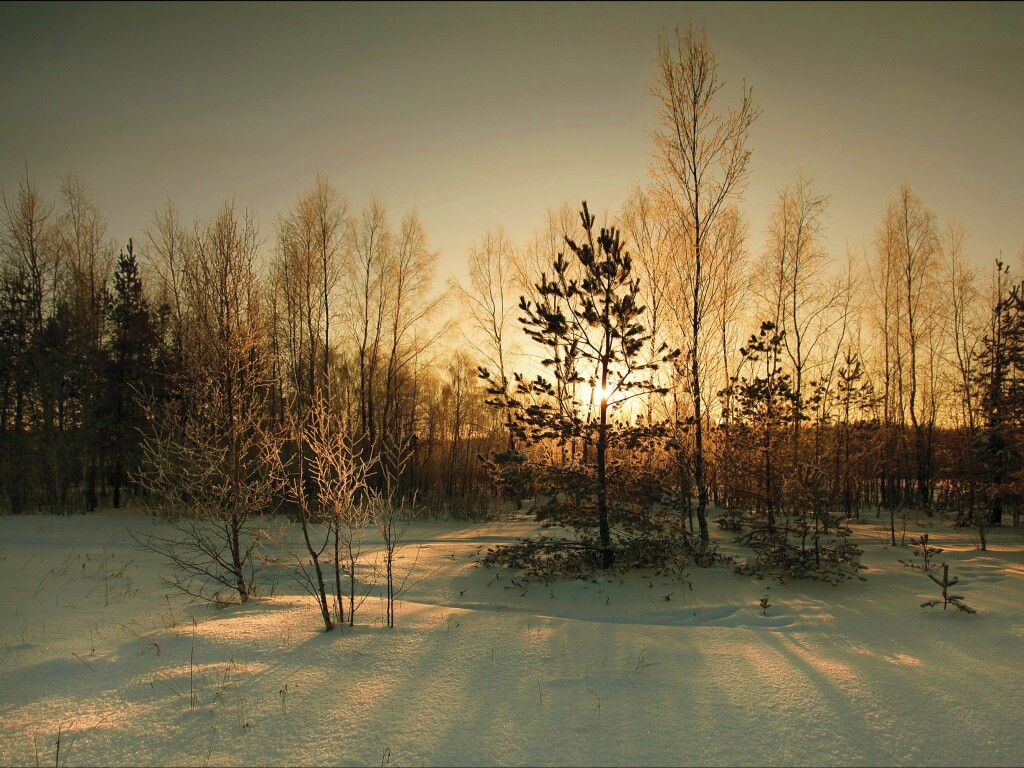 Зимний лес обои