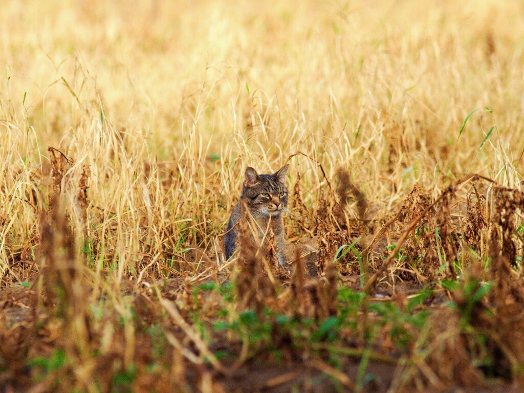 Спрятавшийся кот обои