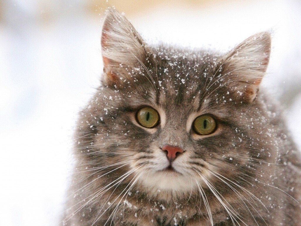 Кот в снегу обои