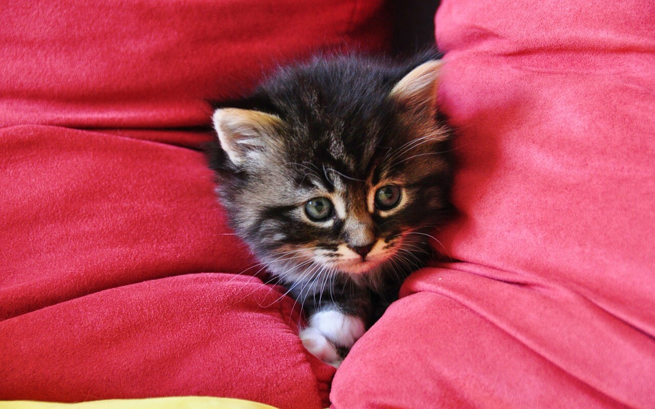 Котенок в подушках обои