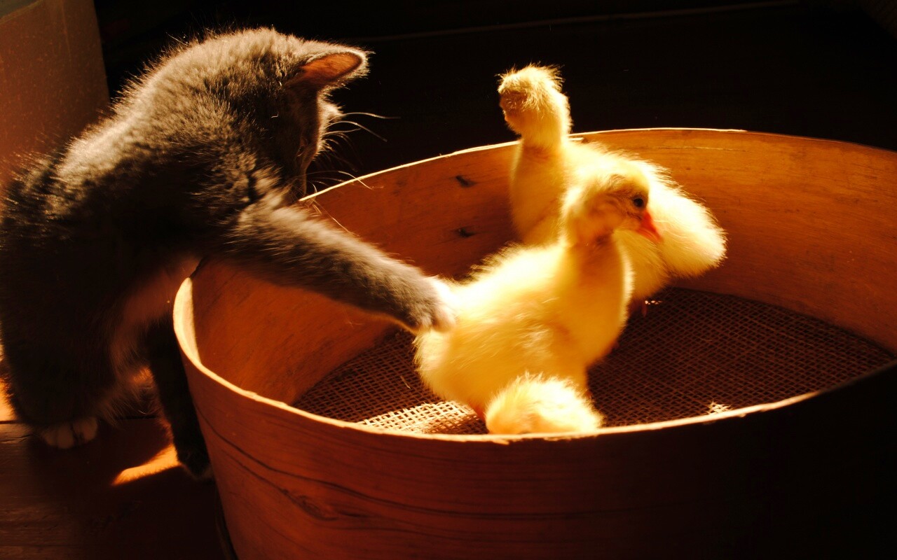 Котенок играет с утятами обои