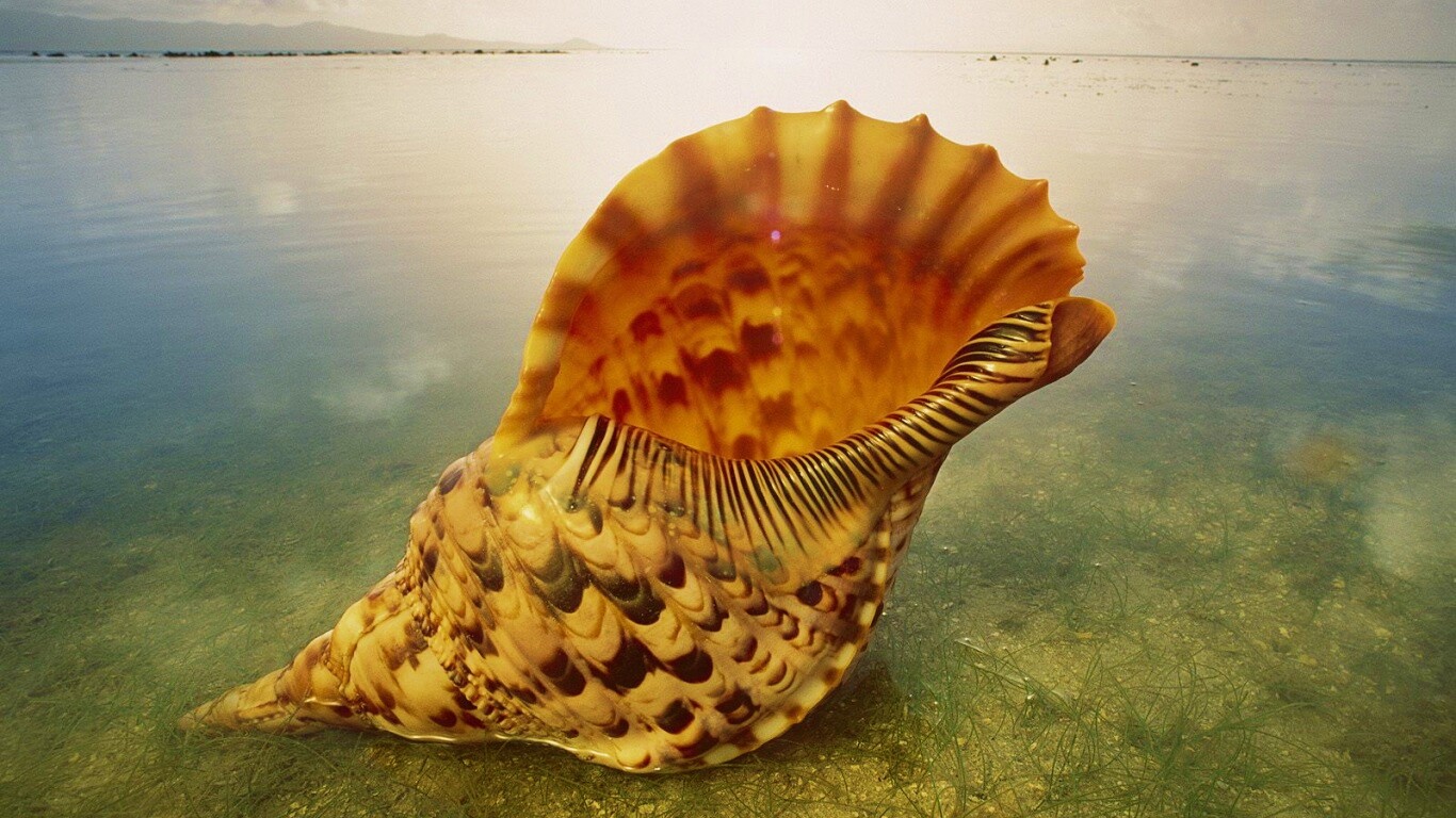 Морская раковина обои