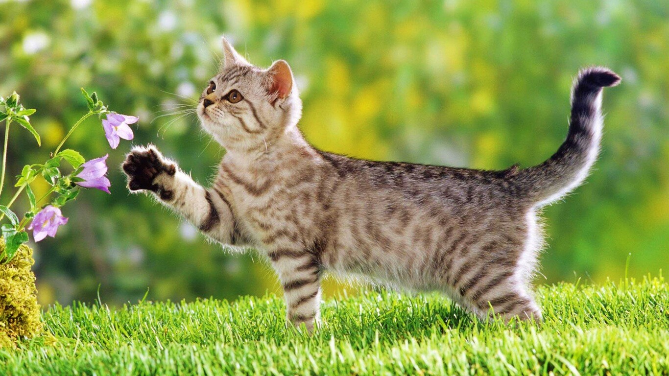 Котенок играет с цветами обои