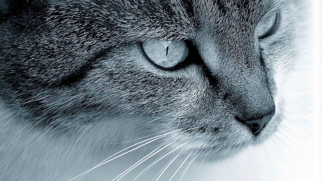 Очень красивый кот обои