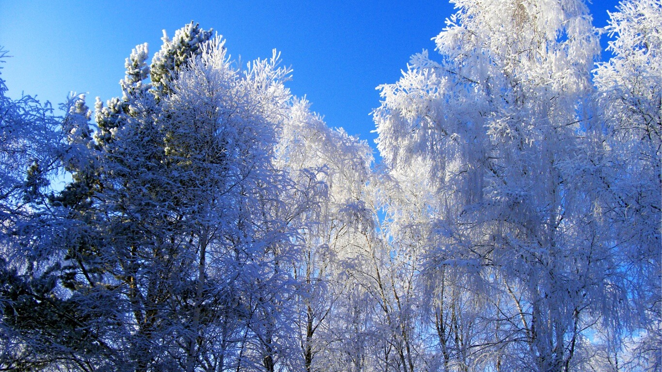 Замерзший лес обои