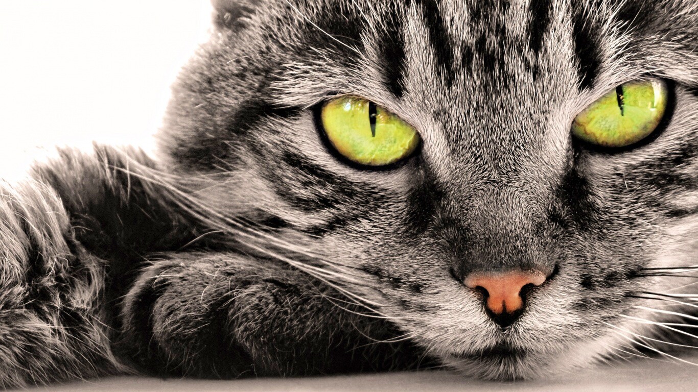 Пристальный кошачий взгляд обои