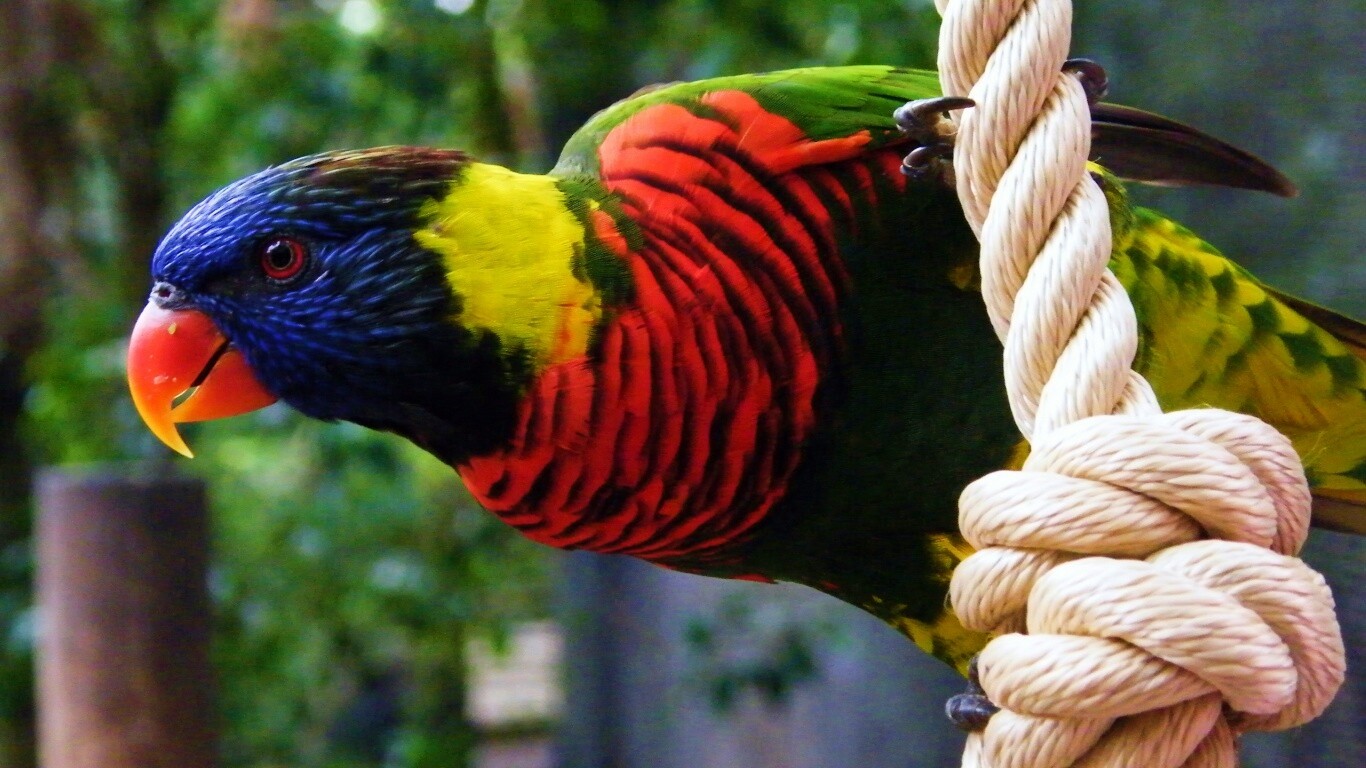 Попугай на канате обои