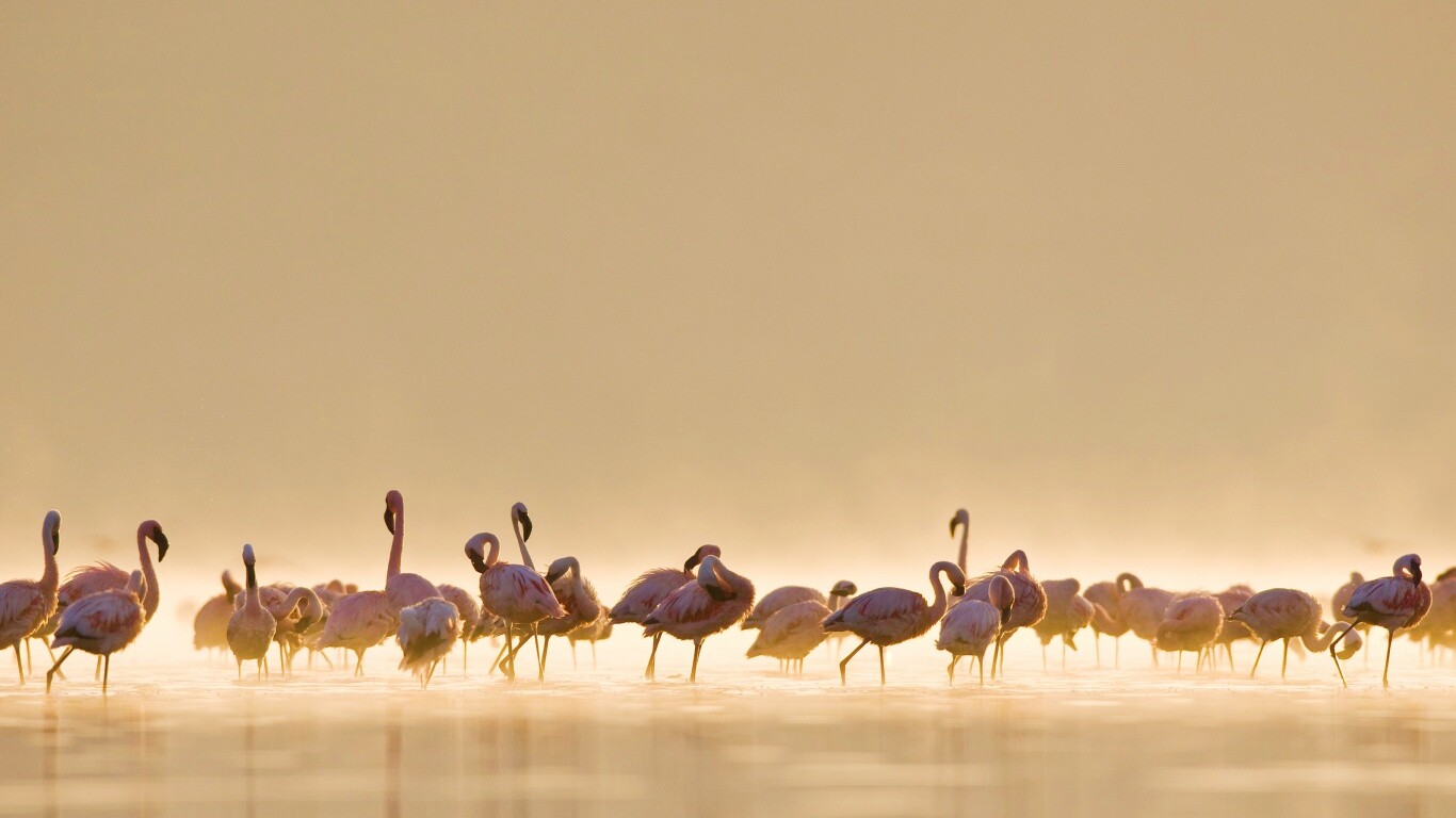 Flamingos обои