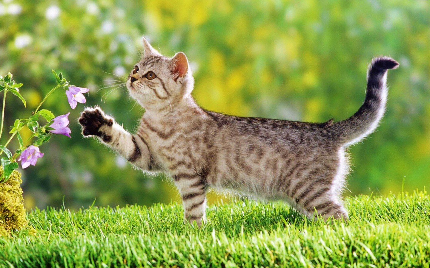 Котенок играет с цветами обои