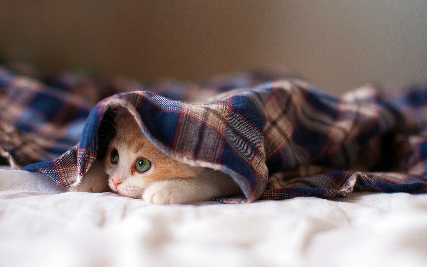 Котенок под одеялом обои