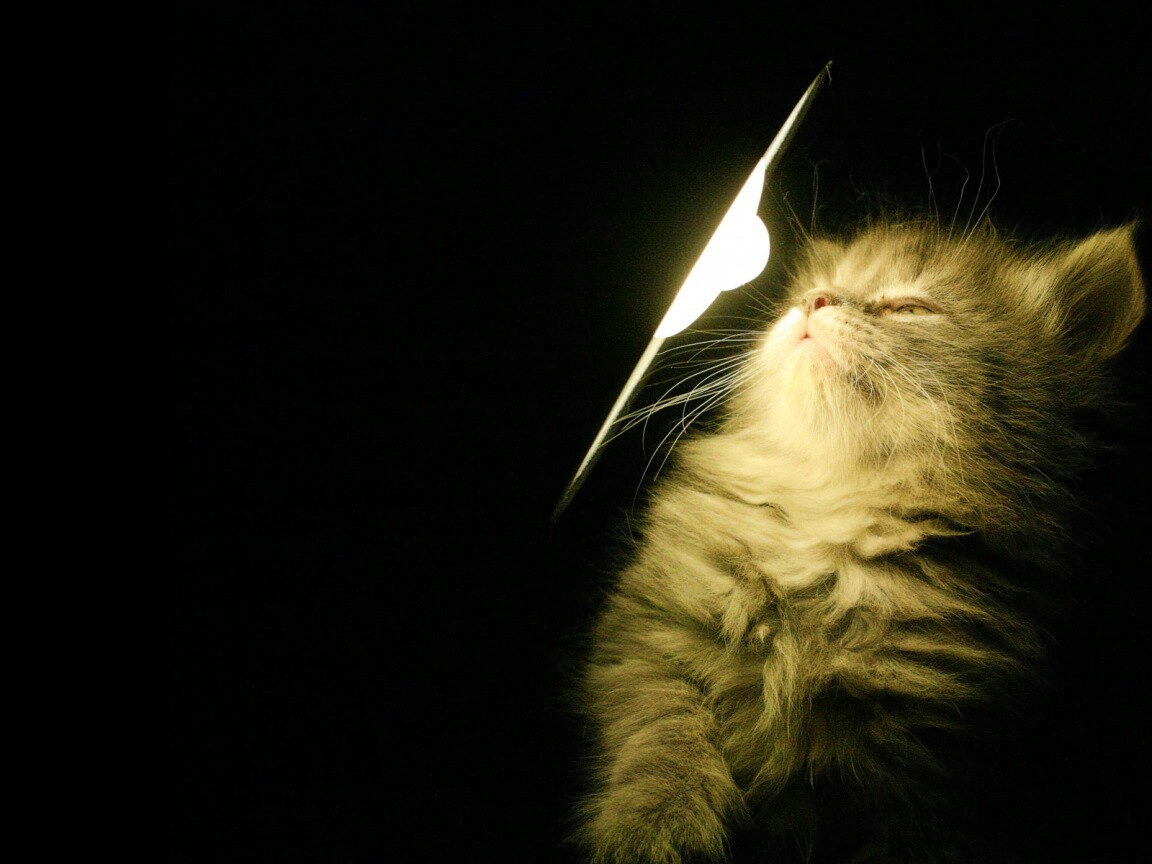 Котя на свету обои