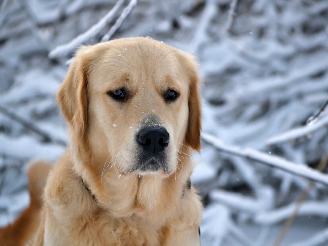 Собака зимой обои