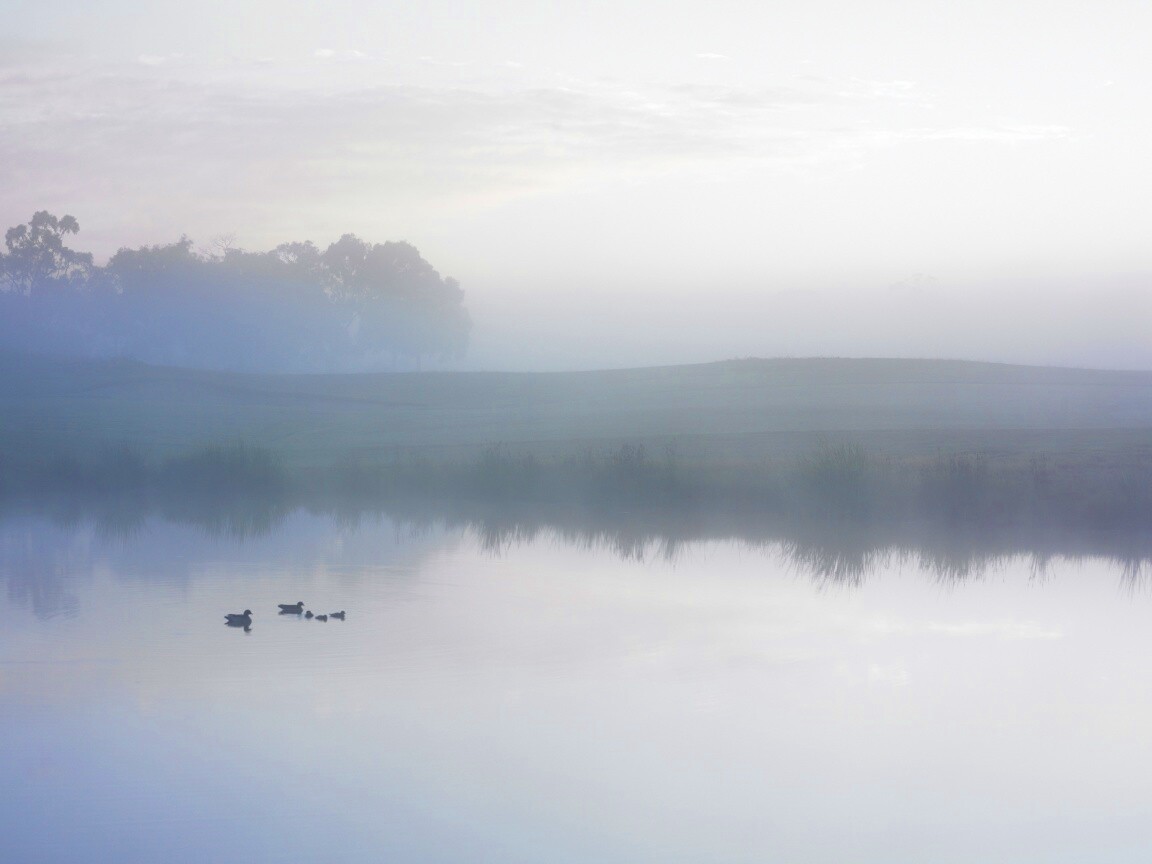 Ducks on a Misty Pond обои