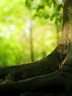 Корни дерева обои
