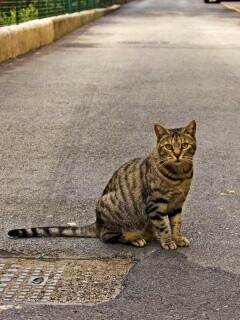 Бездомный котик обои