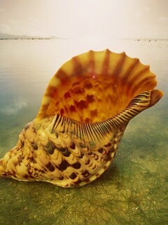 Морская раковина обои