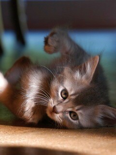 Котенок играет под стулом обои