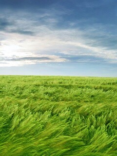 Море трав обои