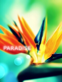 Paradise обои