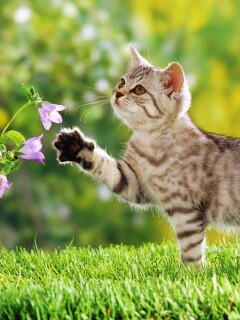 Котенок играет с цветами обои