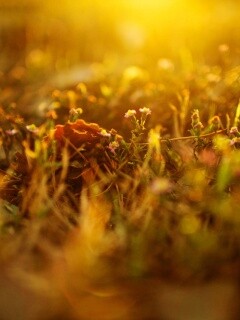 Полевые цветы в закатном солнце обои