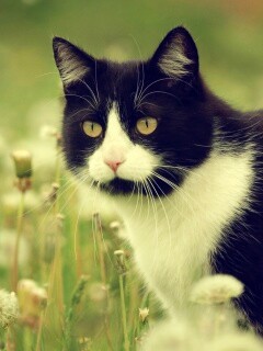 Кот в одуванчиках обои