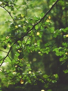 Дубовая зеленая листва обои