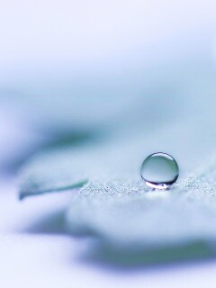 Капля на замёрзжем листе обои